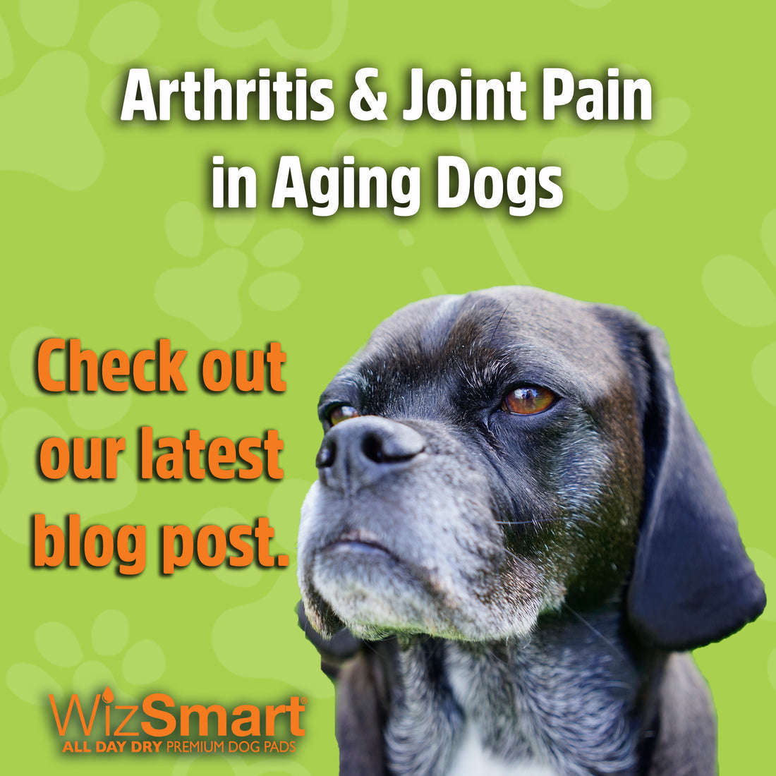Arthritis & Joint Pain in Aging Dogs