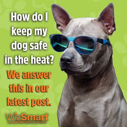 Summer Heat Safety For Your Dog