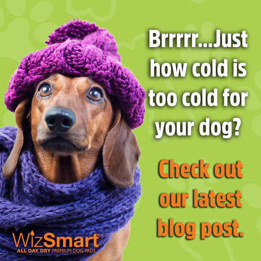 How cold is too cold for my dog?