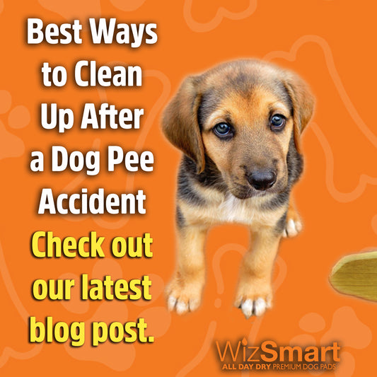 Best Ways to Clean Up After a Dog Pee Accident
