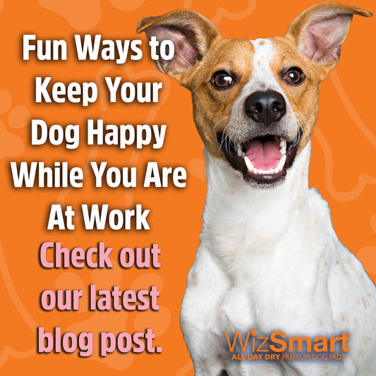 Fun Ways to Keep Your Dog Happy While You Are At Work