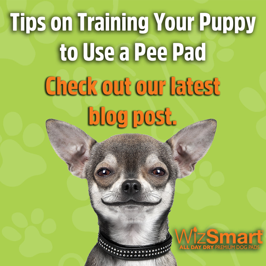 Training Your Dog to Use a Pee Pad