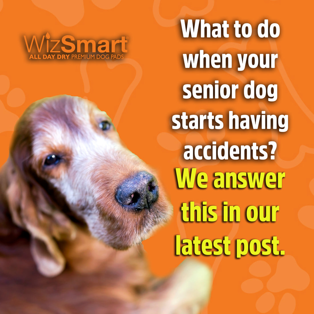 What to do when your senior dog starts having accidents?