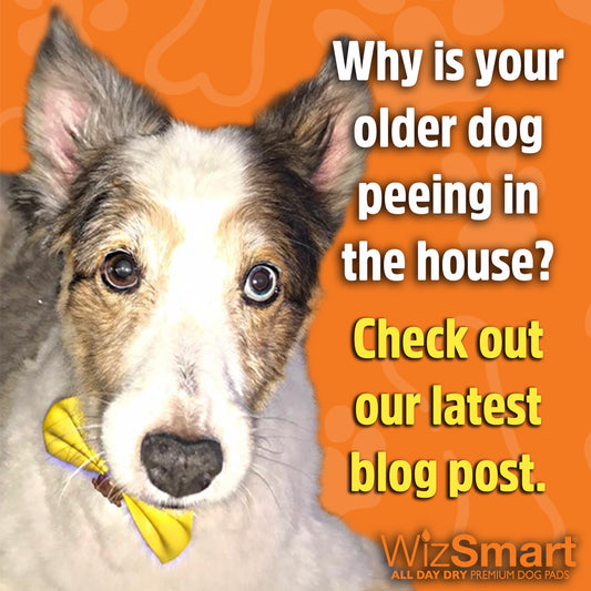 Is Your Older Dog Peeing in the House?