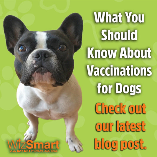 What You Should Know About Vaccinations for Dogs