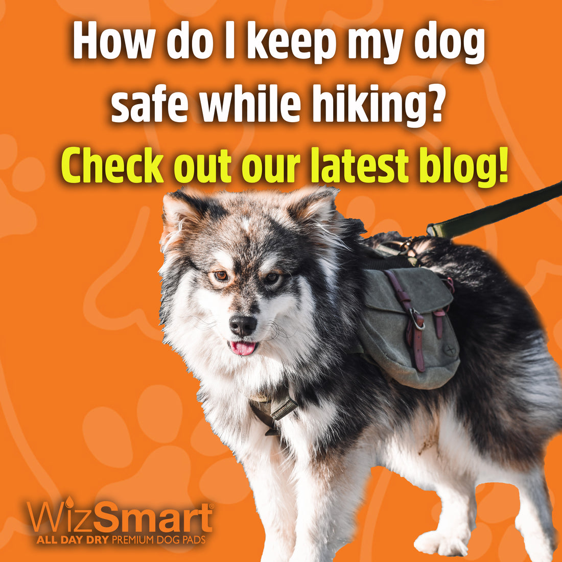 Spring is here! How to hike safely with your dog.