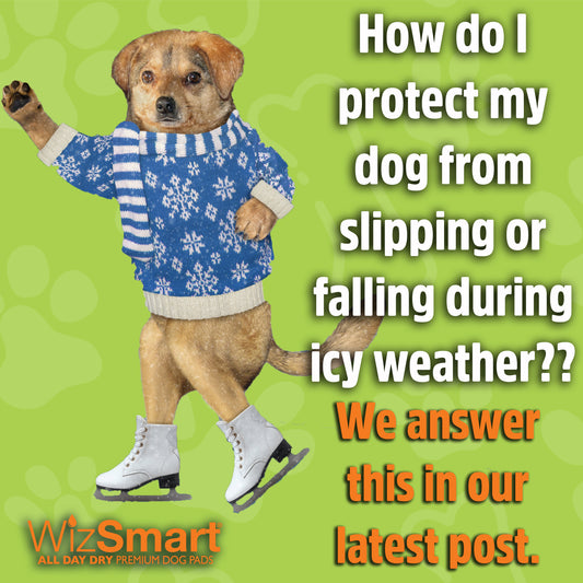 Protecting your dog from icy weather