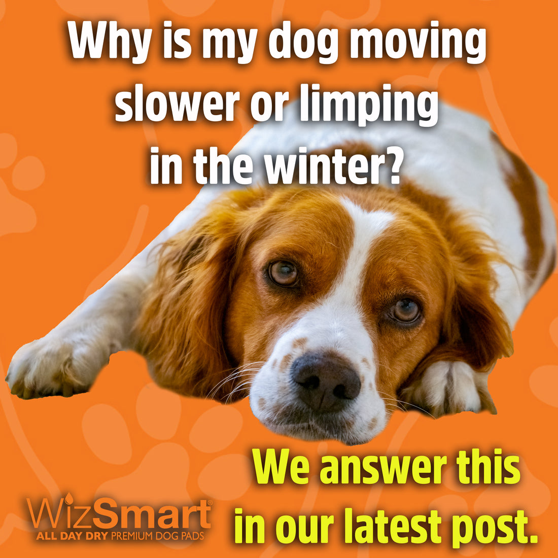 Why is my dog moving slower or limping in the winter?