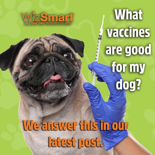 What vaccines are good for my dog?